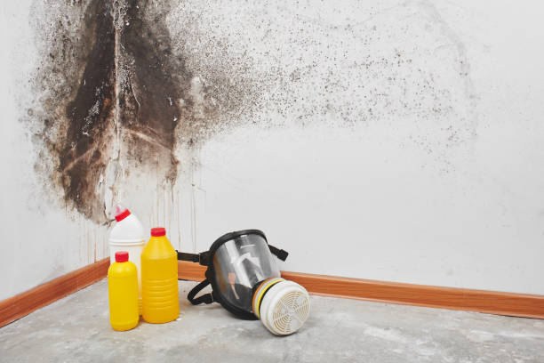 Best Post-Flood Mold Remediation in Oyster Creek, TX