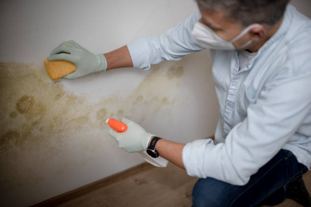 Best Post-Flood Mold Remediation in Oyster Creek, TX