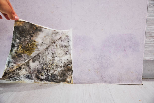 Best Insurance-Related Mold Remediation in Oyster Creek, TX